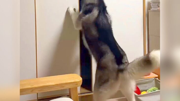 ついに『ハスキー犬がヒトである証拠』を掴む…人間過ぎる『まさかの瞬間』が27万再生「確かに人で草」「一緒に寝るために入ってきた」と絶賛(ブログ)