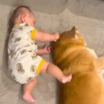 赤ちゃんに『何をされても動じない』柴犬…優しすぎる『寛大な姿』が19万再生「可愛い…子守りのベテラン」「無で笑ったｗ」悶絶と賞賛の声(ブログ)