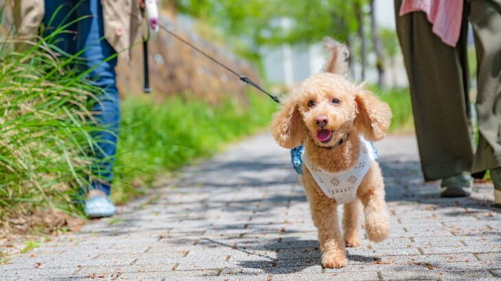 犬が『突然走り出す』心理4つ　散歩中にダッシュするリスクや飼い主ができる対応策とは？(ブログ)
