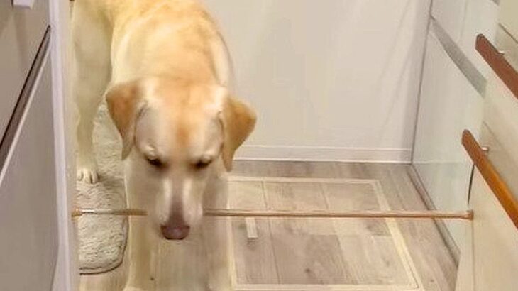 大型犬が『キッチンに入れなくなってしまった』結果…賢すぎる『まさかの行動』が面白いと43万再生「うそやんｗ」「予想外すぎて草」と絶賛(ブログ)