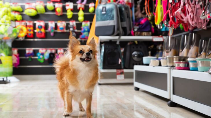 買わなくていい『犬用品』5選　必要ないと言われる理由や購入後に後悔しがちなグッズとは？(ブログ)