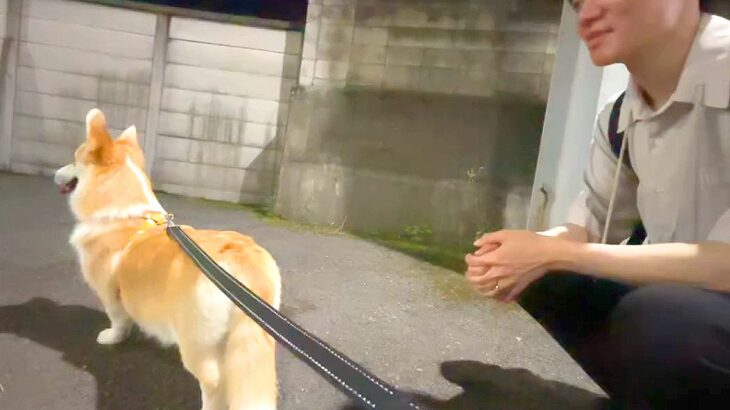 『パパのお迎えに来たのに見当たらない…』鈍感すぎる犬が見せた『可愛い行動』が75万再生「後ろ後ろ！」「気づいた瞬間の反応ｗ」と爆笑(ブログ)