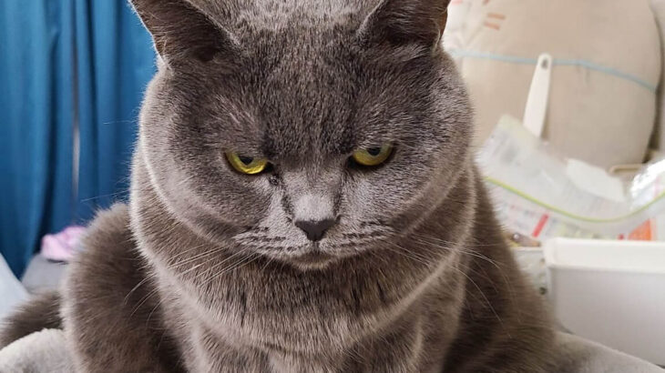 これは完全に「ニャンキー」威圧感たっぷりの猫ちゃん、そのコワモテな姿に隠された感動エピソードとは？(ブログ)