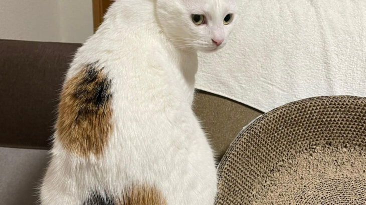 激レアな2色のハート模様を持つ三毛猫ちゃん、段ボールに捨てられていたところを拾われた幸運な双子猫ちゃんだった(ブログ)