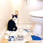 トイレットペーパーをズタズタに引き裂いた猫ちゃん、帰宅した飼い主さんに犯行現場を目撃されてしまう(ブログ)