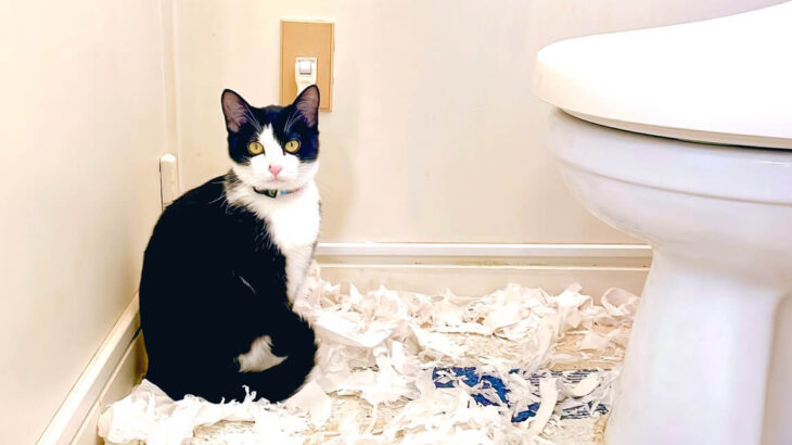 トイレットペーパーをズタズタに引き裂いた猫ちゃん、帰宅した飼い主さんに犯行現場を目撃されてしまう(ブログ)