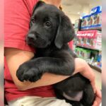 大型犬の赤ちゃんをお迎えして1年が過ぎ…成長した『可愛いお姿』に1万5000いいね集まる「取り扱い注意に笑ったｗ」「美人さん」と絶賛(ブログ)