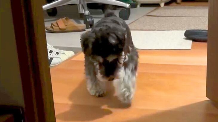 犬が『お父さんが寝た後』に取った驚きの行動…優しすぎる『忍び足姿』が670万再生「俺より気遣いできるの草」「あまりにも可愛い」と絶賛(ブログ)