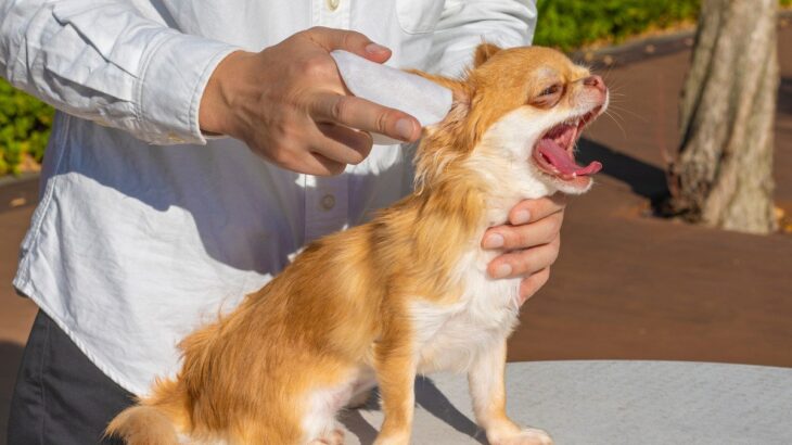 犬が『耳掃除を嫌がる』心理4つ　スムーズにお手入れをする方法とは？(ブログ)
