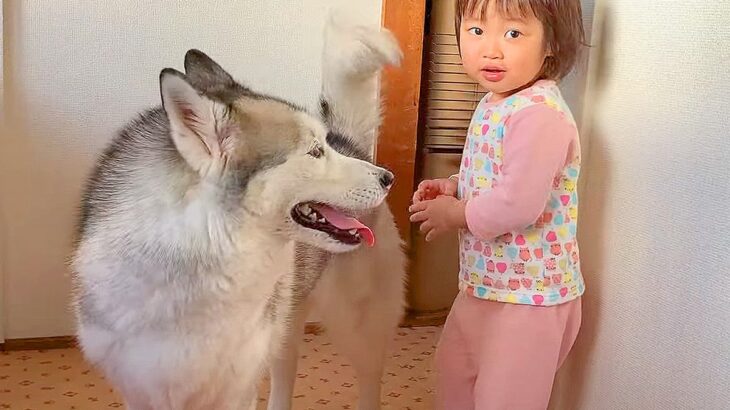 小さな女の子とハスキー犬が遊んだ結果…仲良しすぎる『幸せな日常』が8万8000再生「ふたりとも可愛すぎ」「子どもに対する優しさが見える」(ブログ)