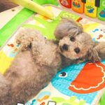 犬が『赤ちゃん用マット』に乗った結果…まさかの『自分のもの』と勘違いする様子が7万再生「可愛いｗ」「ねんねしてみたかったんだね」の声(ブログ)