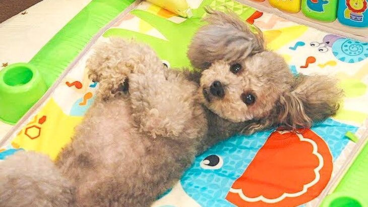 犬が『赤ちゃん用マット』に乗った結果…まさかの『自分のもの』と勘違いする様子が7万再生「可愛いｗ」「ねんねしてみたかったんだね」の声(ブログ)