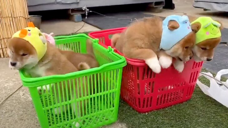 赤ちゃん犬たちが『初めて外に出た』結果…知らない世界の『大冒険』が可愛すぎると56万再生「もはや動くおもちゃ」「萌えが止まらん」と悶絶(ブログ)