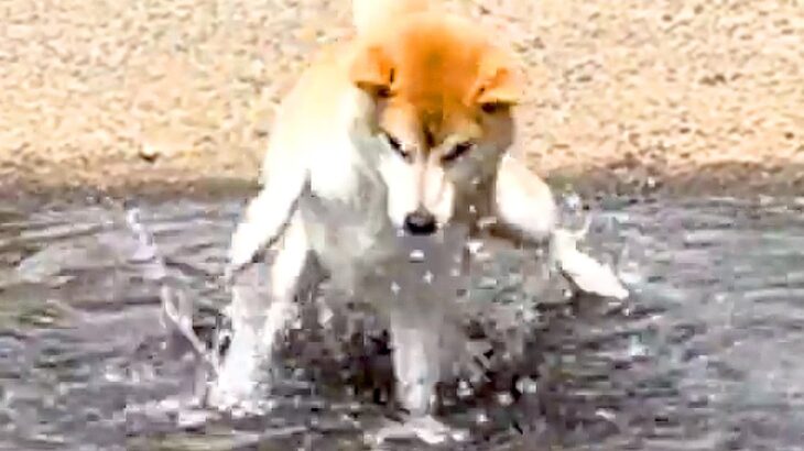 『逆再生かと思ったｗｗ』犬がうっかり水に入ってしまった結果…ナイスなリアクションが可愛すぎると352万再生「動きがコミカルｗ」と爆笑(ブログ)