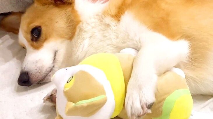 犬が『自分そっくりのぬいぐるみ』を気に入った結果…可愛すぎる『守り抜く姿』に悶絶の声「可愛すぎｗ」「弟か妹だと思っているのかな？」(ブログ)