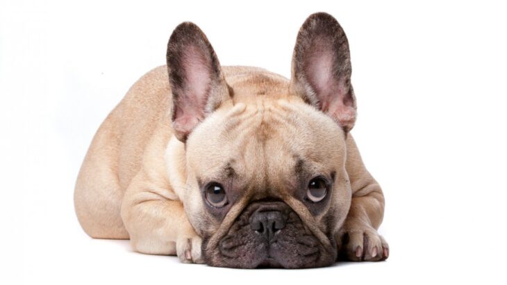 『頑固な性格の犬』がする仕草や行動5選　意思が強すぎるワンコへの適切な対応方法とは？(ブログ)