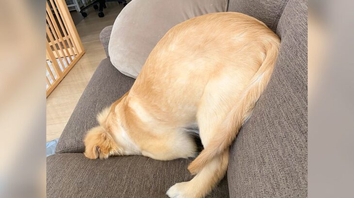 『何でソファに刺さってるの…？』生後4ヵ月大型犬の赤ちゃんが見せた『謎すぎる行動』に1万6000いいね集まる「真の犬神家…」と反響(ブログ)