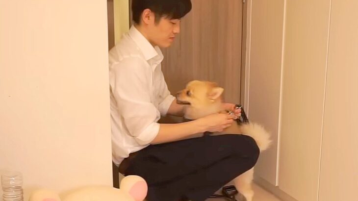 犬とアラサー独身男性の『ナイトルーティン』を覗いたら…幸せ過ぎる夜の過ごし方が111万再生「健気に待ってるの愛おしい」「可愛いな」と絶賛(ブログ)