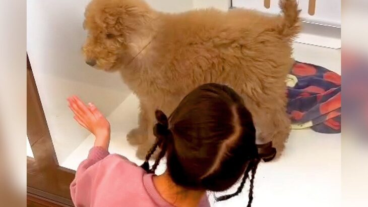 『売れ残りの大型犬』を家族に迎えようとしたら…悲しすぎるお別れと『衝撃の結末』が788万再生「愛しかない」「旦那さん最高で涙」と感動(ブログ)