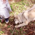 ハスキー犬と2歳の女の子が『竹の取り合い』をした結果…まさかの『ゆるすぎる展開』に爆笑「竹人気過ぎて草」「娘さん面白すぎるｗ」の声(ブログ)