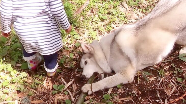 ハスキー犬と2歳の女の子が『竹の取り合い』をした結果…まさかの『ゆるすぎる展開』に爆笑「竹人気過ぎて草」「娘さん面白すぎるｗ」の声(ブログ)