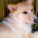 『人間に心を許さない』元野犬…震えてしまう姿と『飼い主の愛情』に涙が止まらない「感動した、泣きそうです」「頭が下がります」と応援の声(ブログ)