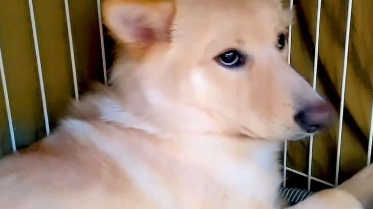 『人間に心を許さない』元野犬…震えてしまう姿と『飼い主の愛情』に涙が止まらない「感動した、泣きそうです」「頭が下がります」と応援の声(ブログ)