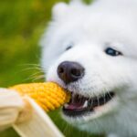 犬は『トウモロコシ』を食べても大丈夫？絶対NGな与え方や一日の適正量まで(ブログ)