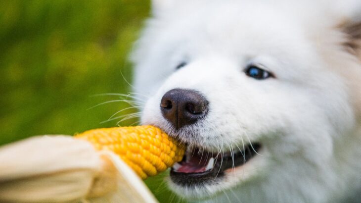 犬は『トウモロコシ』を食べても大丈夫？絶対NGな与え方や一日の適正量まで(ブログ)