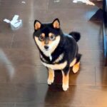 『現行犯逮捕』部屋が何者かにより荒らされた事件…犯人が残した『動かぬ証拠』が面白いと166万再生「お前やー！ｗｗ」「バレバレで草」と爆笑(ブログ)