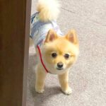 朝の4時…寝ている犬と飼い主に降りかかった『まさかの大事件』が28万再生「ふたりともビビりすぎて草」「心配してるの可愛すぎるｗ」と爆笑(ブログ)