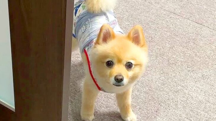 朝の4時…寝ている犬と飼い主に降りかかった『まさかの大事件』が28万再生「ふたりともビビりすぎて草」「心配してるの可愛すぎるｗ」と爆笑(ブログ)