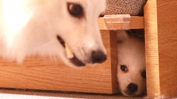 双子の赤ちゃん犬が『かくれんぼ』をした結果…まさかの『隠れ場所』と出てきた理由が可愛すぎる「まさに天使」と悶絶の声(ブログ)