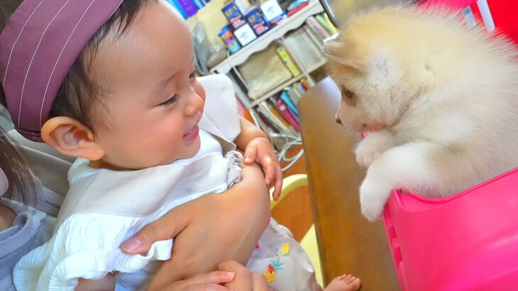 赤ちゃんが『ハスキーの子犬』と初めて会った結果…新しい家族との『出逢い』が36万再生「可愛いが大渋滞してる」「みんな天使」と絶賛の声(ブログ)