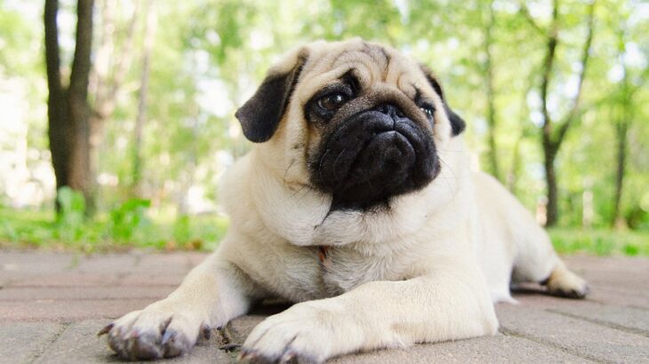 犬が『運動不足』になっているサイン４選　運動量が足りていないときに起こる悪影響とは？(ブログ)