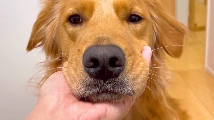 大型犬が留守番で『寂しがっている』と思いきや…想定外すぎる結末が19万再生「色んな意味で胸が締め付けられるの草」「喜怒哀楽が激しいｗ」(ブログ)