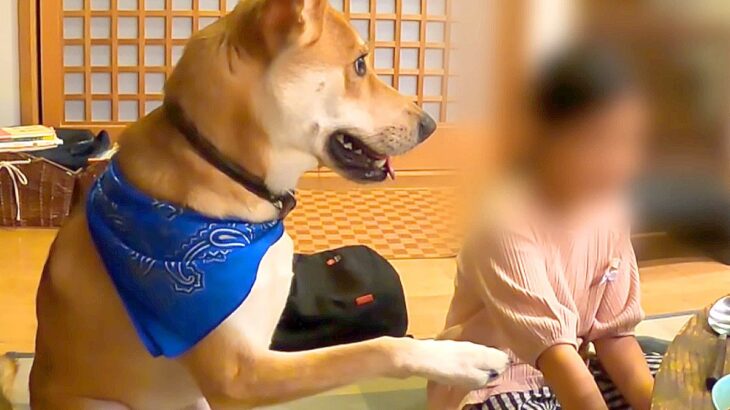 犬が『叱られている女の子』を見た結果…まさかの『守ろうとする行動』が16万再生「なんて優しい世界…涙」「家族が大好きなんだね」と感動(ブログ)