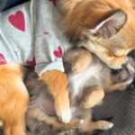 赤ちゃん犬とお兄ちゃん犬が一緒に寝た結果…まさかの『寝かしつけ方法』が192万再生「見守り方が人間」「抱きしめるの尊い」海外からも絶賛(ブログ)