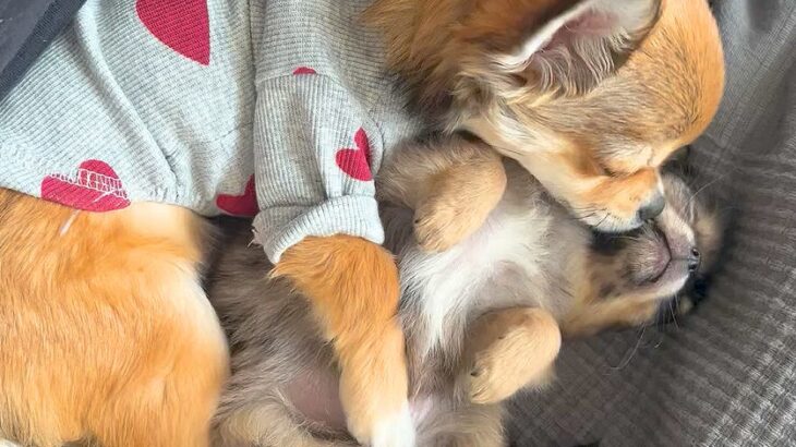 赤ちゃん犬とお兄ちゃん犬が一緒に寝た結果…まさかの『寝かしつけ方法』が192万再生「見守り方が人間」「抱きしめるの尊い」海外からも絶賛(ブログ)