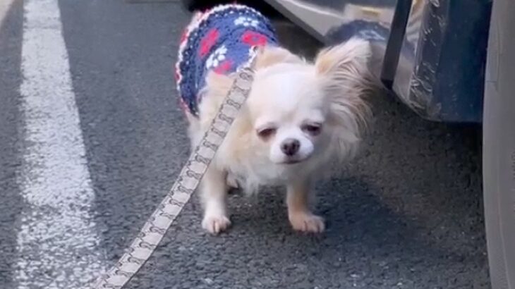 『おやつの食べ方すらわからない…』元繁殖犬と一緒に暮らして6ヵ月…感動的な『現在の姿』が50万再生「涙止まらん」「表情が全然違う」(ブログ)