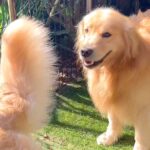 2匹の大型犬が『水を飲もうとした』結果…まさかの『順番待ち』が可愛すぎると25万再生「人間も見習いたい」「優しいお兄ちゃん」と絶賛(ブログ)
