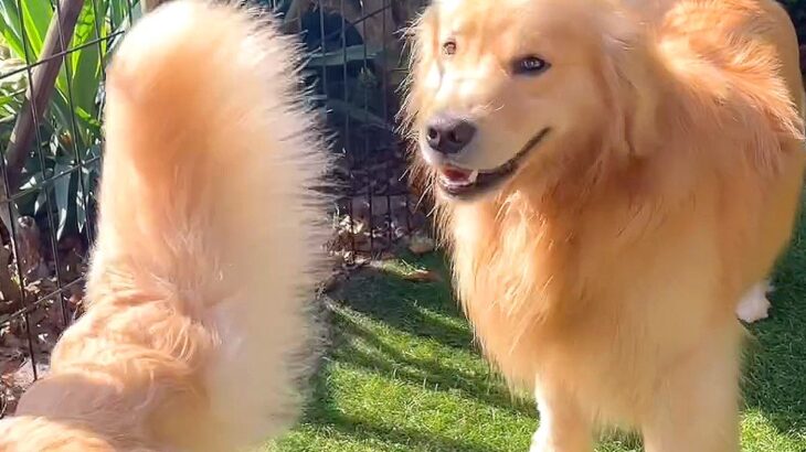 2匹の大型犬が『水を飲もうとした』結果…まさかの『順番待ち』が可愛すぎると25万再生「人間も見習いたい」「優しいお兄ちゃん」と絶賛(ブログ)