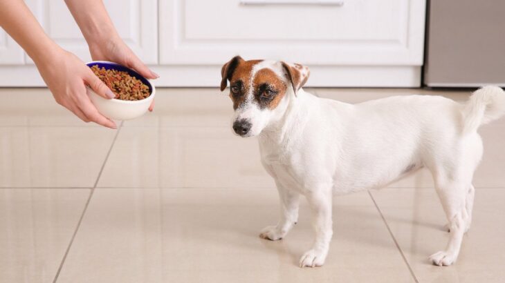 犬の散歩『ごはん前と後』どちらに行くべき？避けるべきタイミングや危険な症状まで(ブログ)