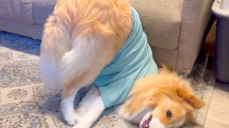 犬におやつを与えたら…完全に想定外な『セクシーな体勢』で食べる光景が2万9000いいね「菜々緒ポーズで草」「なんでｗ可愛すぎるｗ」(ブログ)