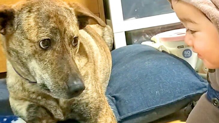 赤ちゃんが『犬の真似』をした結果…まさかの『可愛すぎるリアクション』が6万3000再生「ドン引きしてて草」「表情が人間くさいｗ」と爆笑(ブログ)