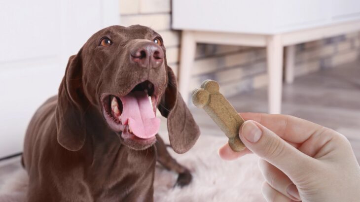 犬に絶対NGな『おやつ』の与え方5選　愛犬に悪影響を及ぼす食べさせ方に要注意(ブログ)