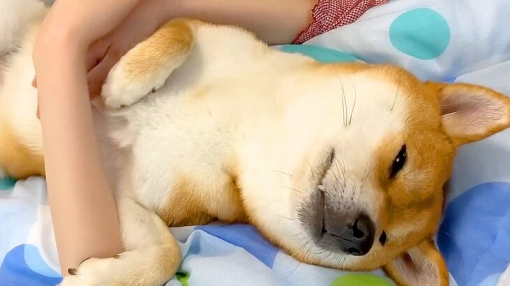 飼い主を『布団代わり』にする柴犬…幸せそうな『爆睡っぷり』がかわいすぎると41万再生「完全に人間化してるｗ」「子どもみたい」と悶絶(ブログ)