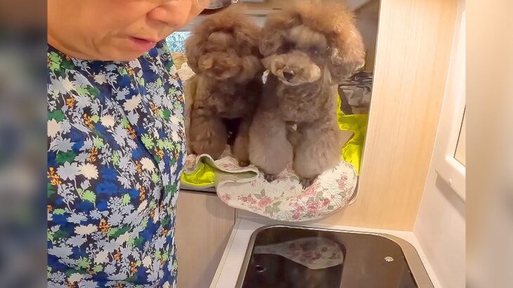 犬と『キャンピングカーで旅をした』結果…大自然を満喫する光景が『素敵すぎる』と8万再生「子供達と旅行に行ってるみたい」「癒される」と反響(ブログ)