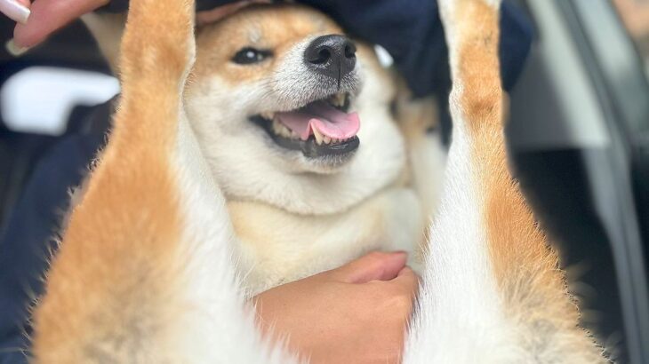 座り方のクセが強すぎる犬…『それでいいの？』まさかの光景にツッコミ殺到「セクシー過ぎて草」「足跡ついてるの可愛すぎるｗ」と191万表示(ブログ)