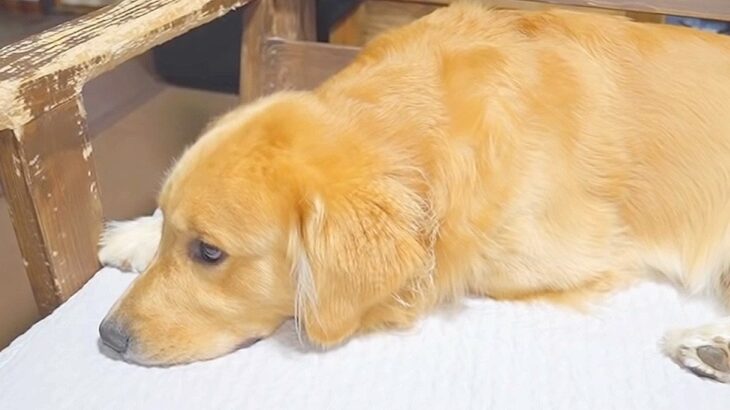 犬がくつろいでいる時に『お風呂』と言った結果…人間すぎる『まさかの反応』が106万再生「溜息可愛いｗ」「気持ちはめちゃ分かる」と爆笑(ブログ)